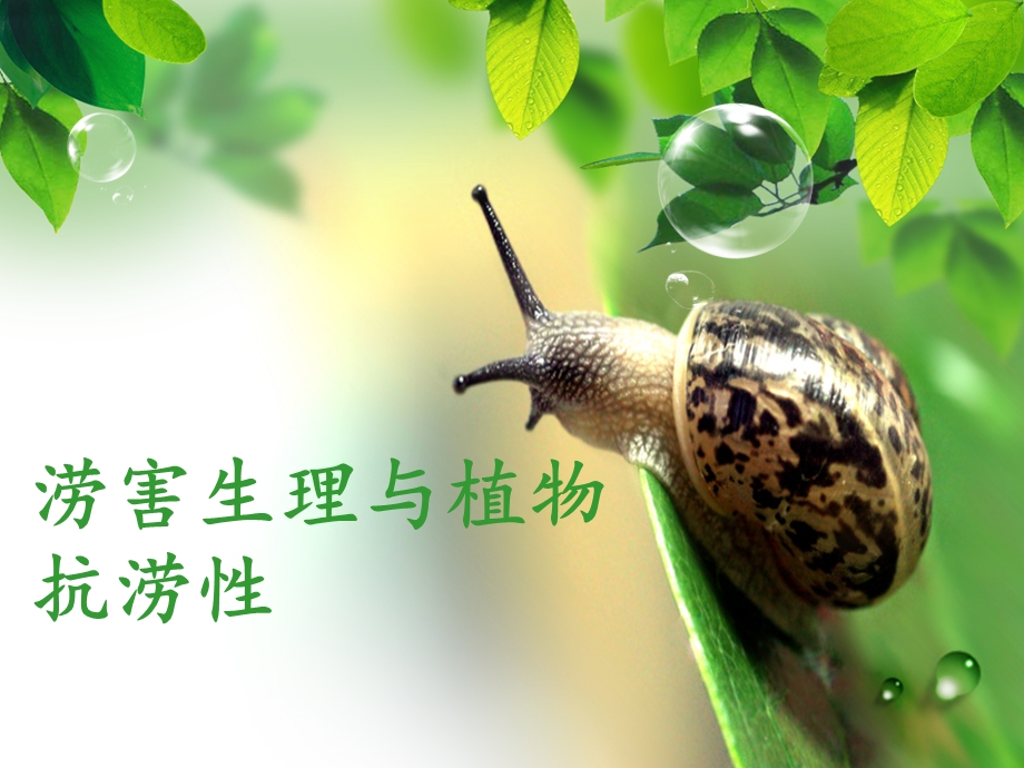 植物生理学PPT.ppt_第1页