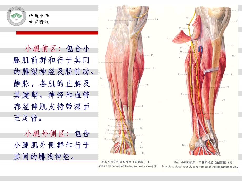 医用局部解剖学-小腿前区、外侧区和足背课件.ppt_第2页