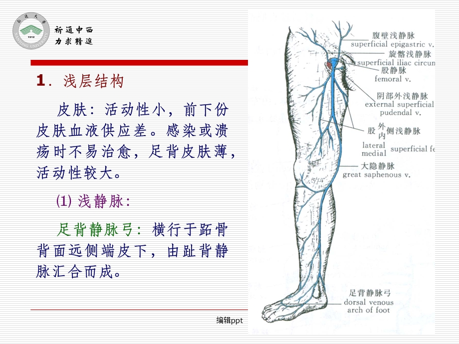 医用局部解剖学-小腿前区、外侧区和足背课件.ppt_第3页