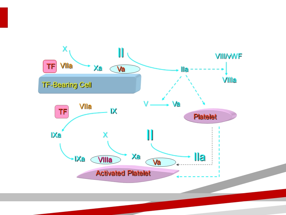 基因重组活化VII因子的临床应用课件.ppt_第2页