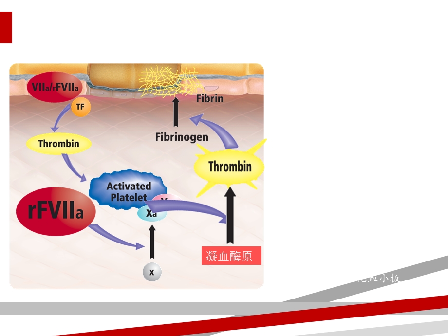 基因重组活化VII因子的临床应用课件.ppt_第3页