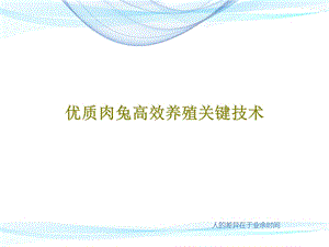 优质肉兔高效养殖关键技术课件.ppt