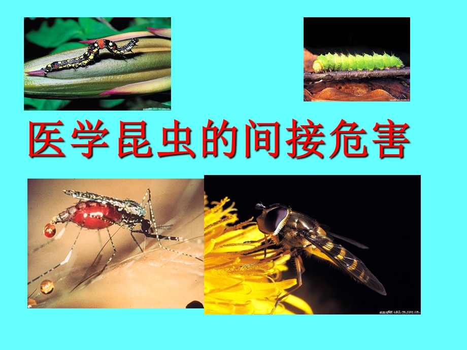 医学昆虫概论课件.ppt_第1页