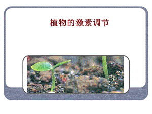 其它植物激素ppt课件.ppt