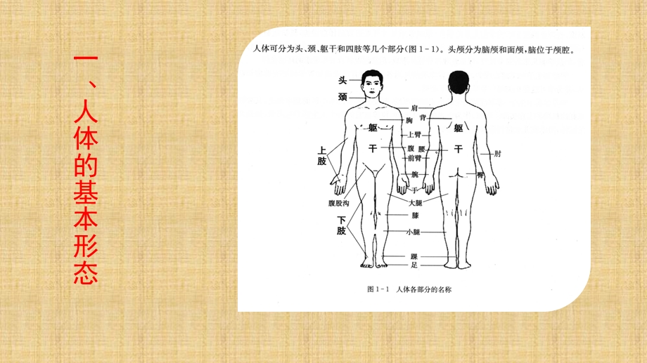 学前儿童卫生学(第一节-人体概述)精编版课件.ppt_第3页