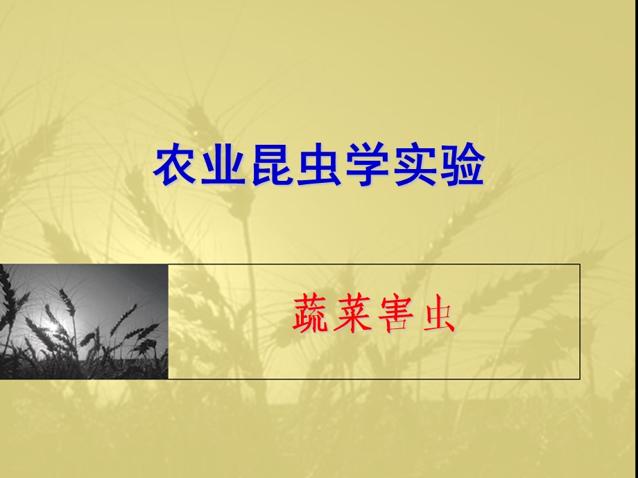 农业昆虫学实验_5蔬菜害虫课件.ppt_第1页