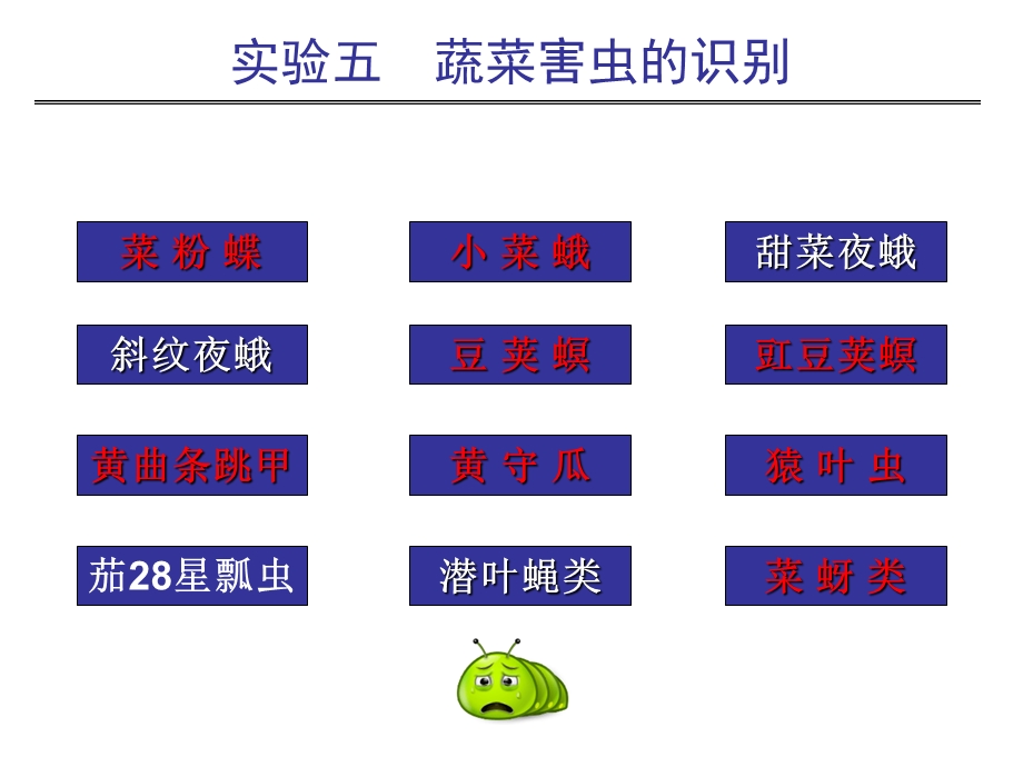 农业昆虫学实验_5蔬菜害虫课件.ppt_第3页