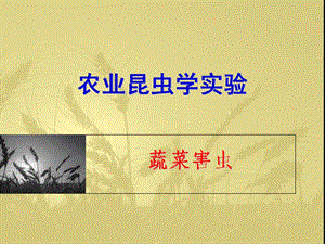 农业昆虫学实验_5蔬菜害虫课件.ppt