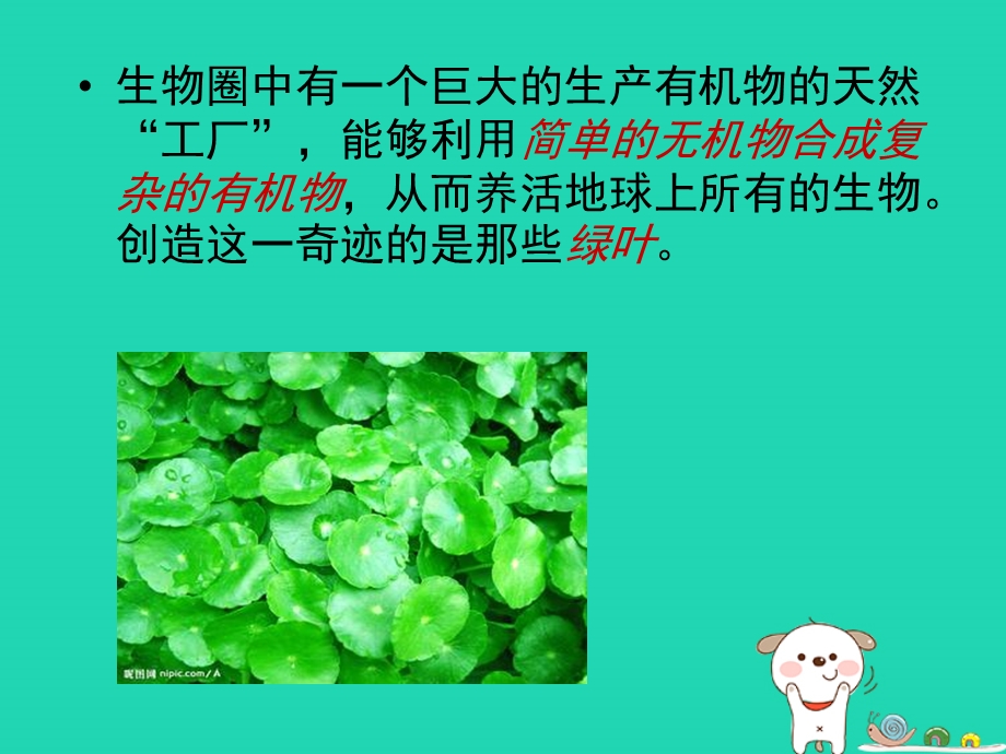 人教版《绿色植物是生物圈中有机物的制造者》ppt课件.ppt_第3页