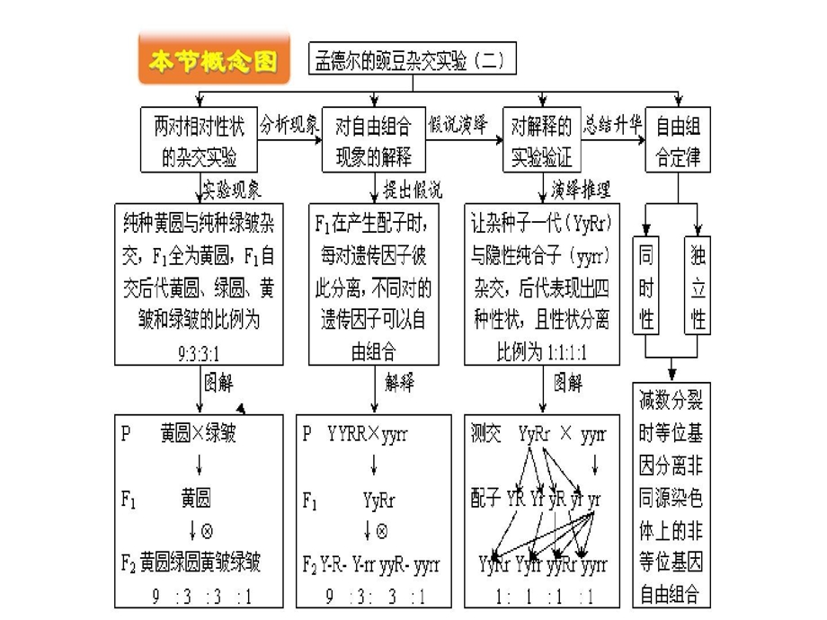 孟德尔定律和减数分裂知识点总结课件.ppt_第3页