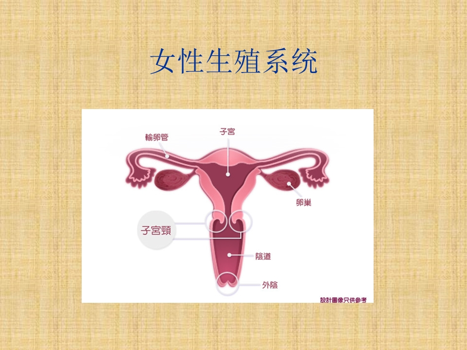 宫颈癌科普精编版课件.ppt_第3页