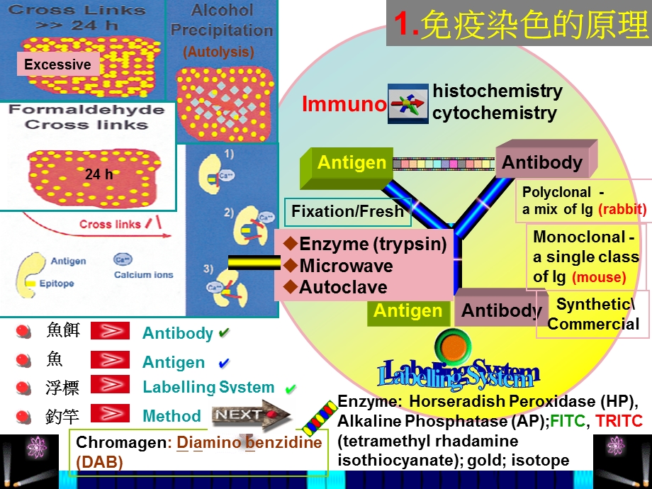 免疫染色的应用了解细胞来源课件.ppt_第2页