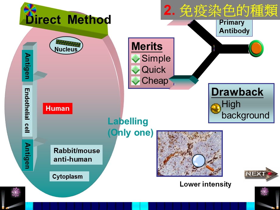 免疫染色的应用了解细胞来源课件.ppt_第3页