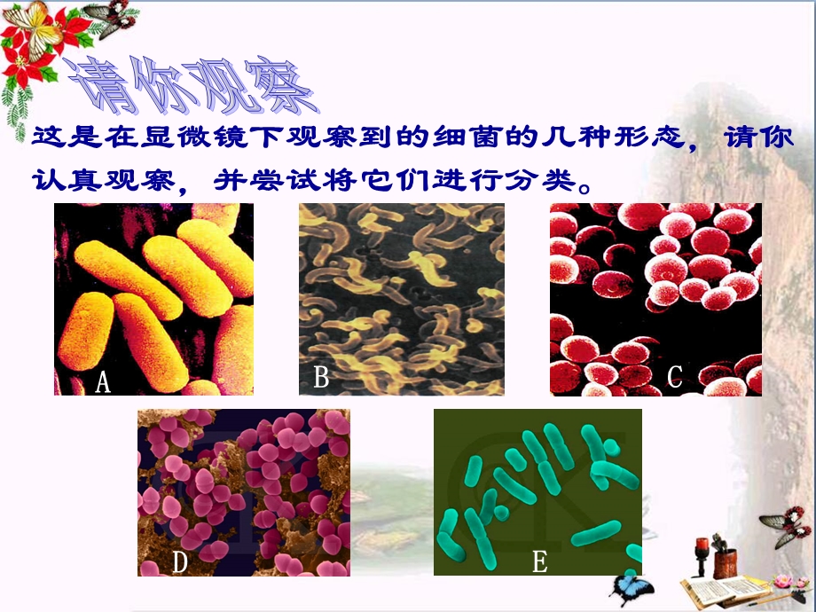 六年级科学上册细菌课件青岛版.ppt_第3页