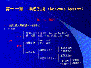 人体组织解剖-神经系统(Nervous-System)课件.ppt