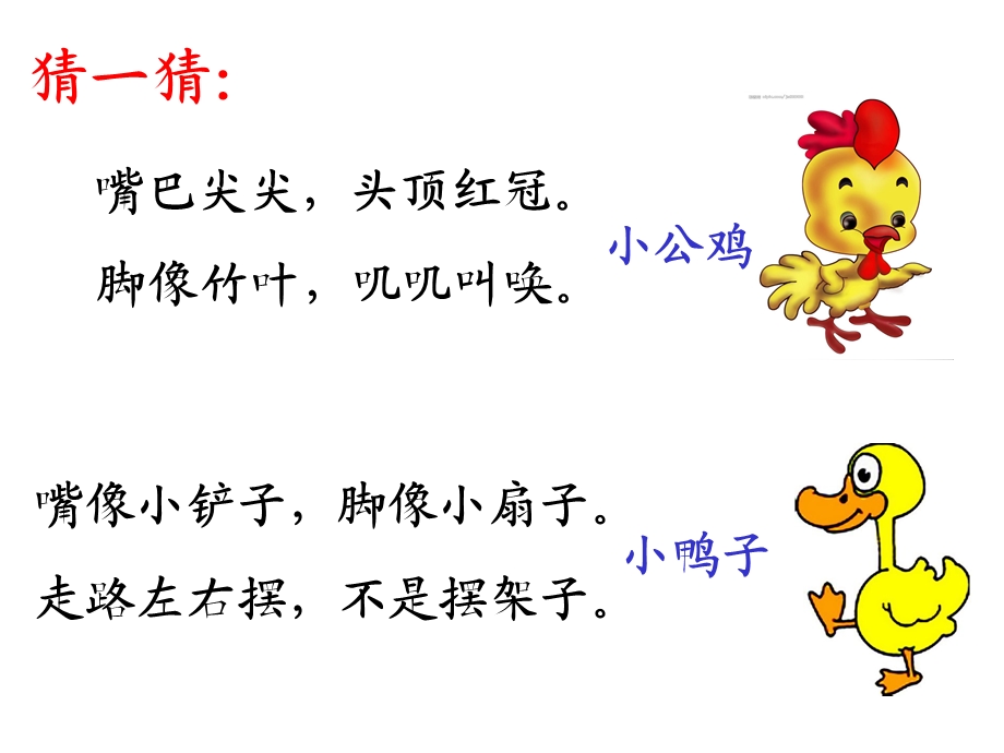 小公鸡和小鸭子公开课优秀ppt课件.ppt_第1页