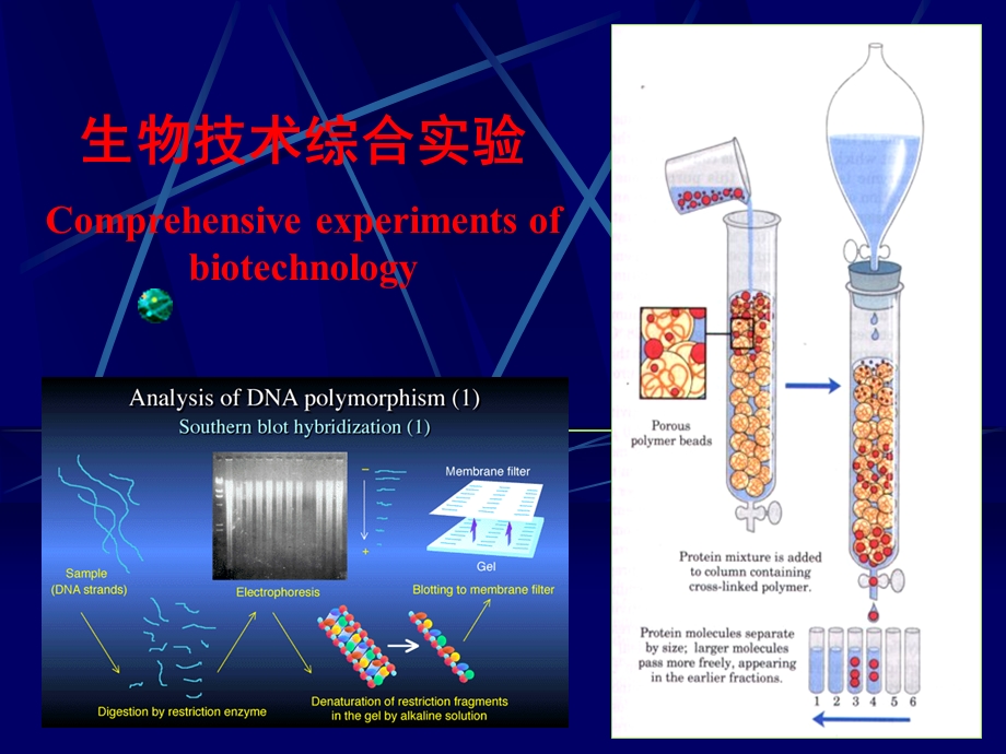 包含的cDNA克隆数目较少课件.ppt_第1页