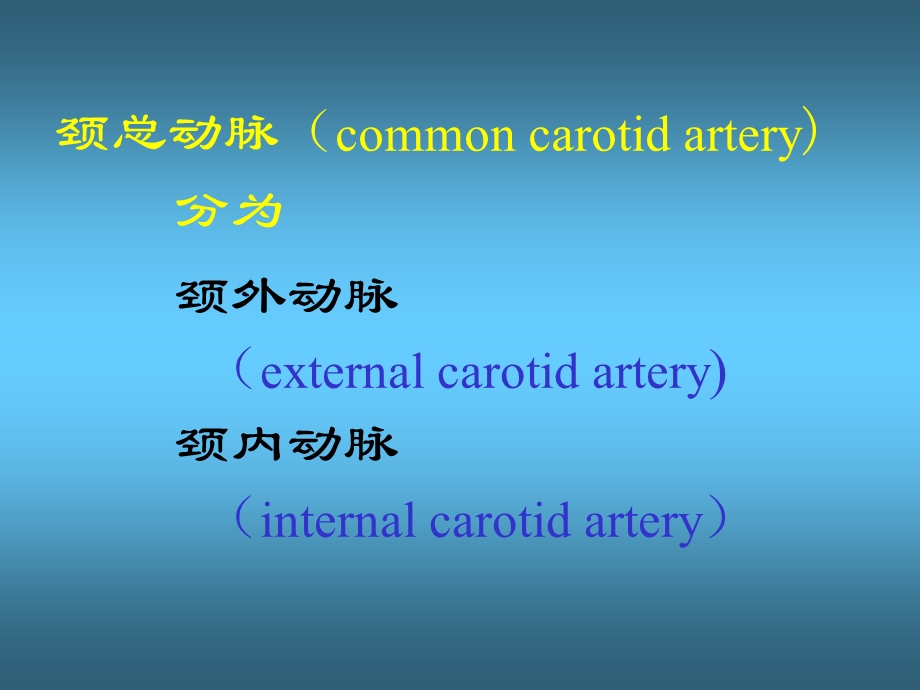 口腔颌面部解剖OralandMaxillofacialAnatomy课件.ppt_第3页