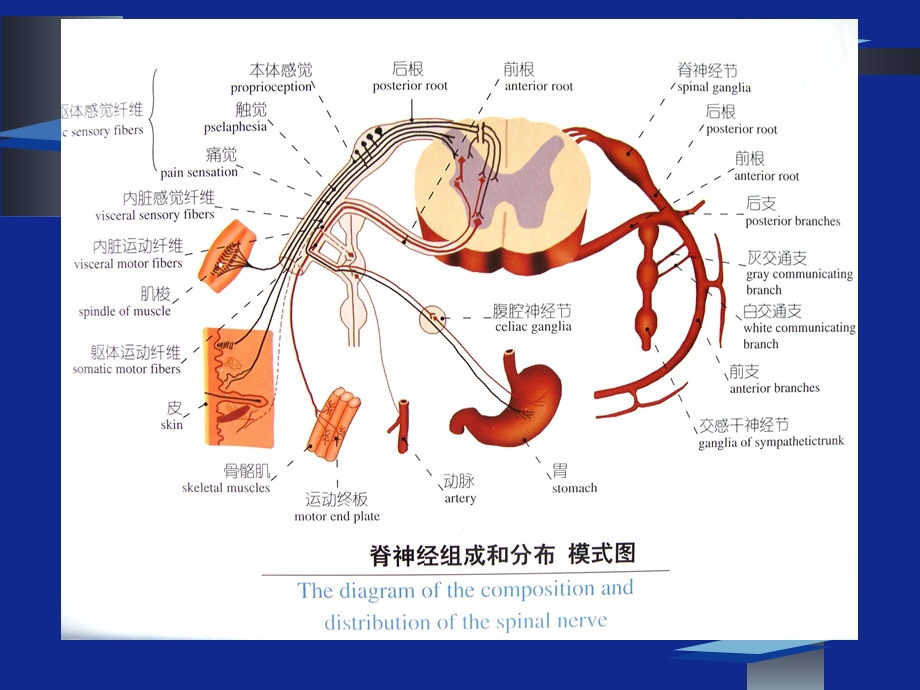 周围神经定位诊断-课件.ppt_第2页