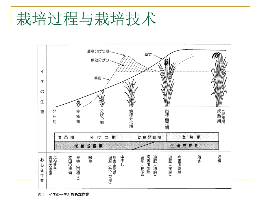 作物栽培技术课件.ppt_第2页