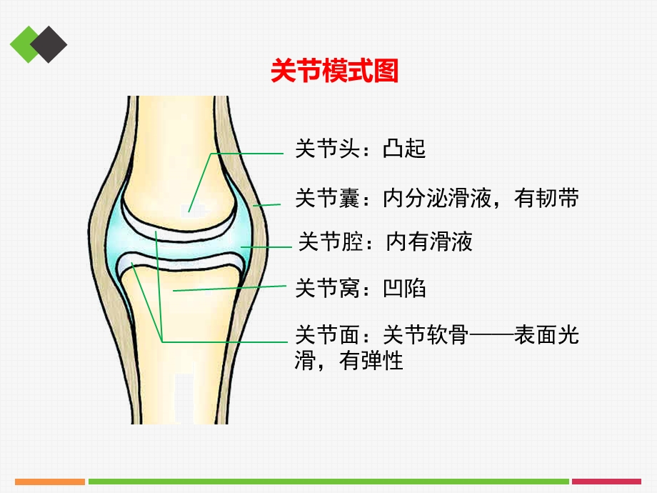 动物的运动和行为课件 -人教版.ppt_第3页