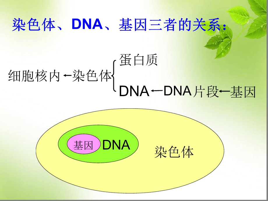 人的性状和遗传课件.ppt_第1页