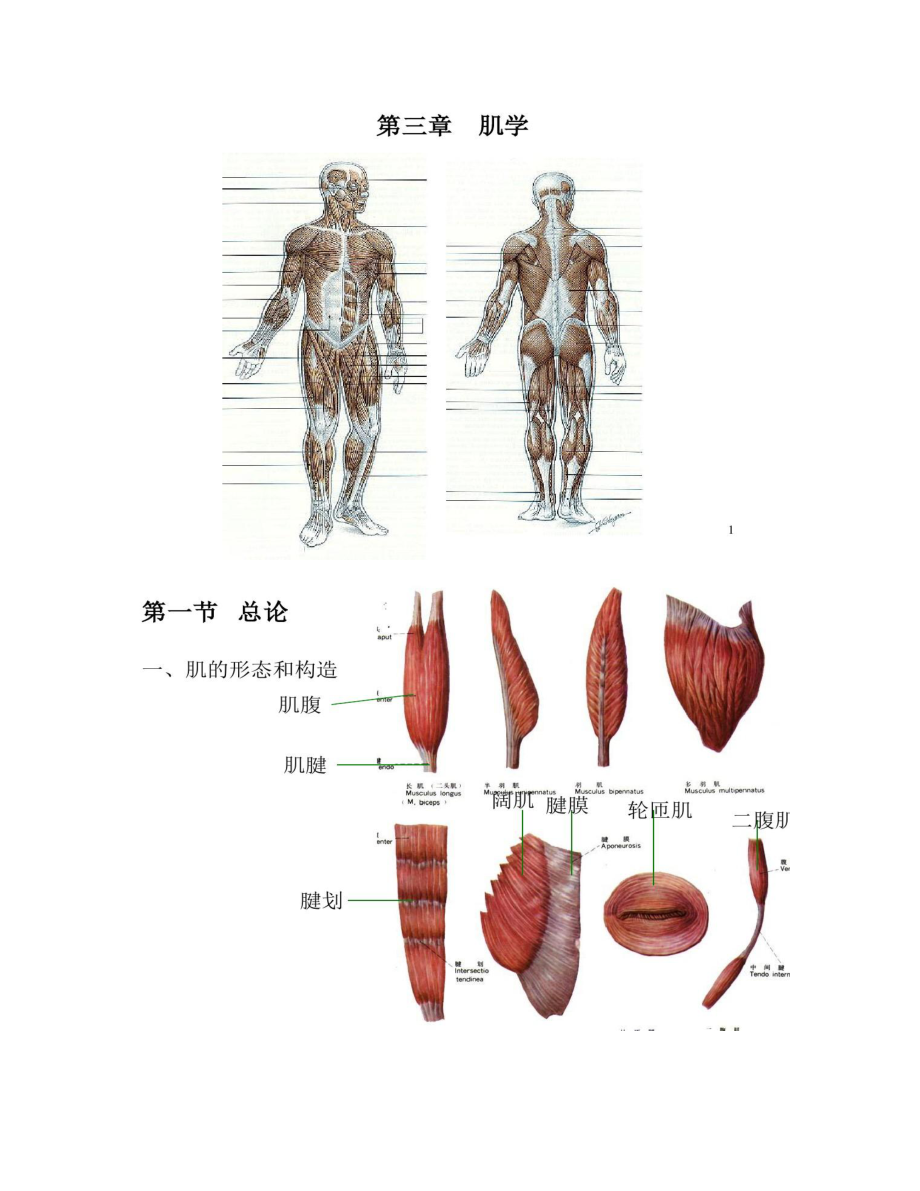 人体解剖学――肌学解读.doc_第1页