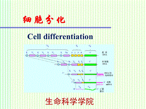 细胞生物学：细胞分化.ppt