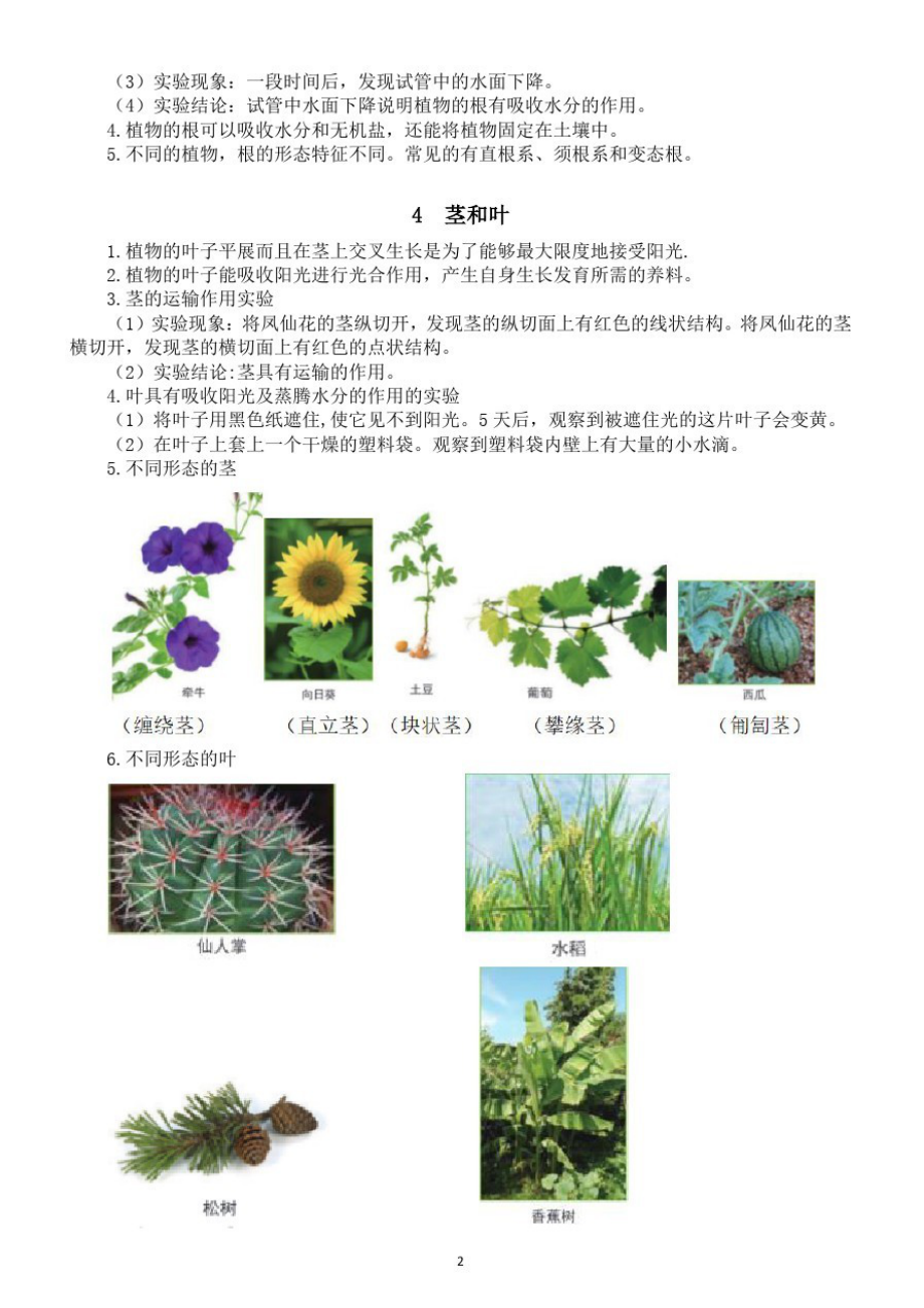 小学科学教科版四年级下册第一单元《植物的生长变化》知识点整理.doc_第2页