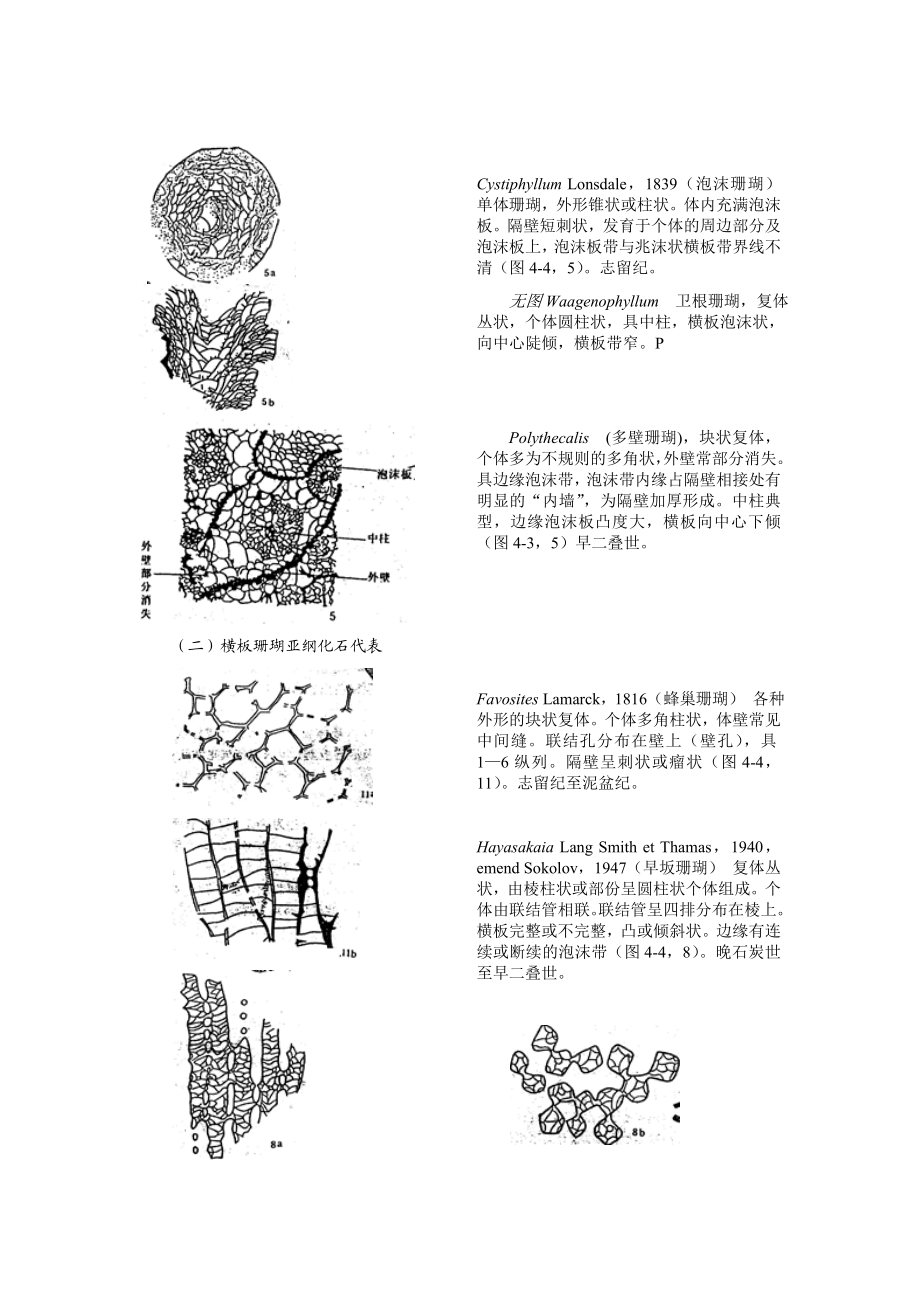 古生物化石鉴定资料.doc_第2页