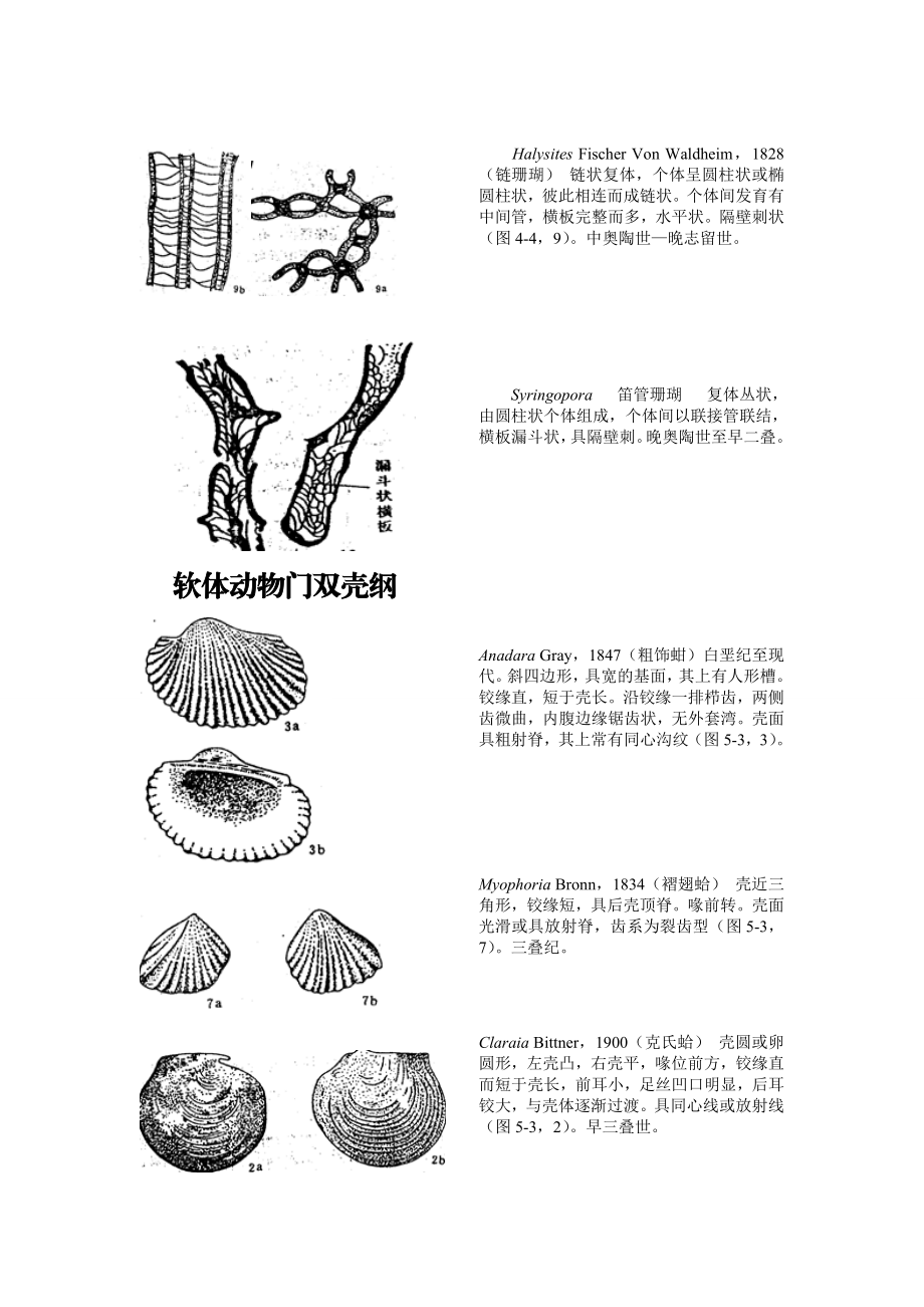 古生物化石鉴定资料.doc_第3页