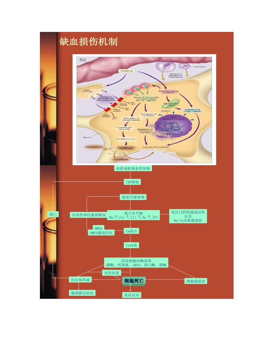 从神经保护到神经血管单元保护(卒中巡讲).doc_第2页