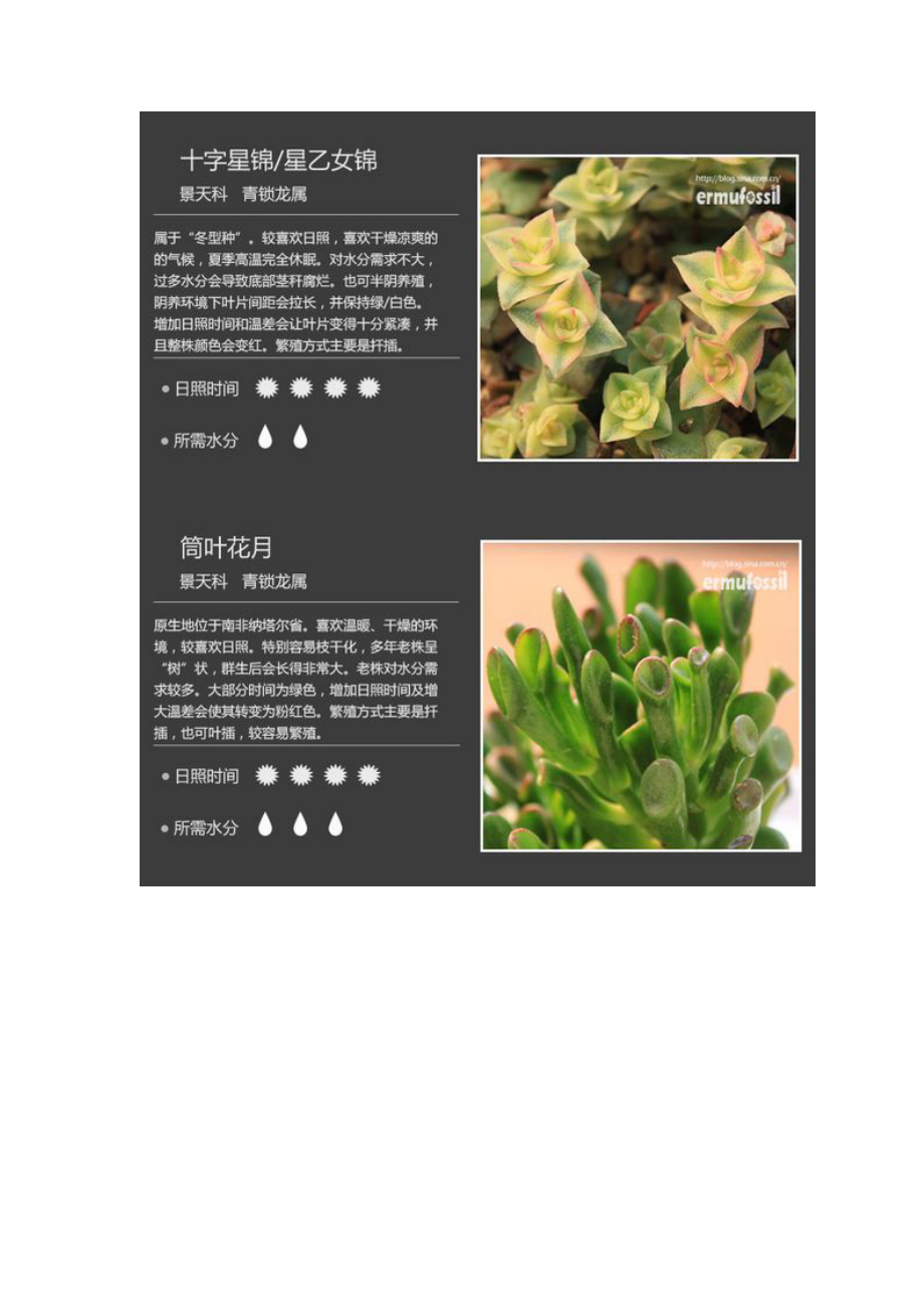 史上最全多肉植物图鉴及养护方法完整版.doc_第3页