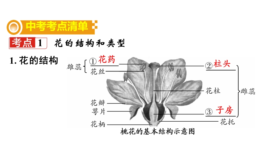 中考生物复习：绿色开花植物的一生(一)ppt-济南版课件.ppt_第2页