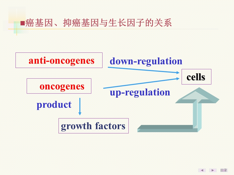 第20章癌基因抑癌基因与生长因子课件.ppt_第2页