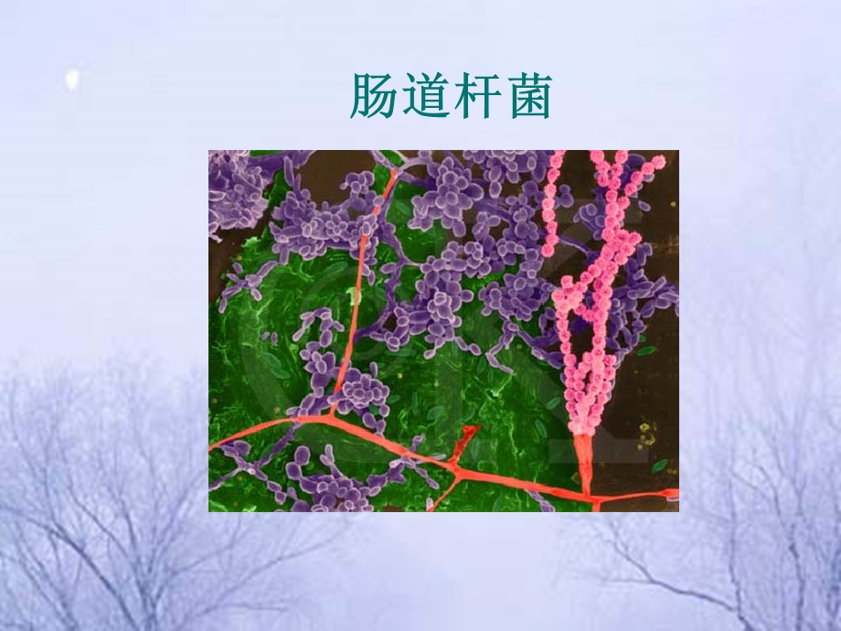 肠道杆菌课件.ppt_第1页