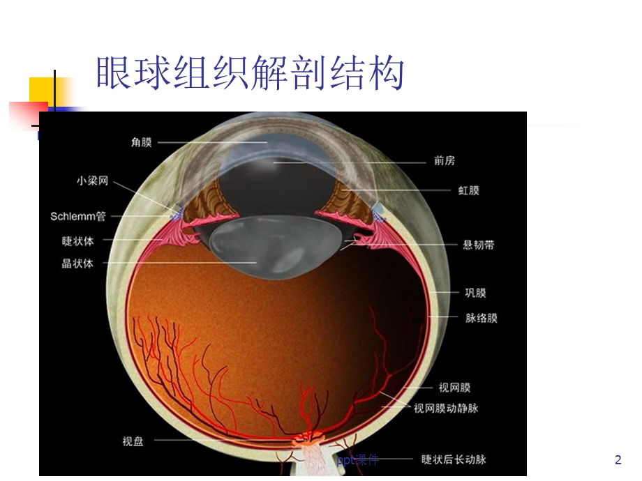 视网膜中央静脉阻塞的诊断及治疗-课件.ppt_第2页