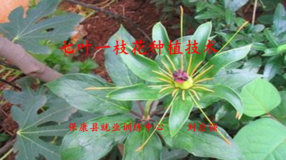 七叶一枝花种植技术课件.pptx_第1页