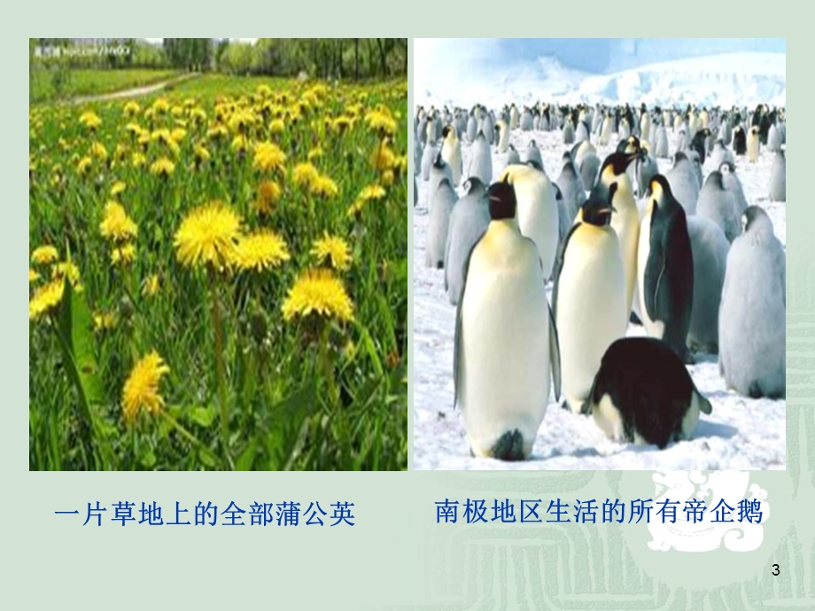 生物群落的基本单位——种群课件.ppt_第3页