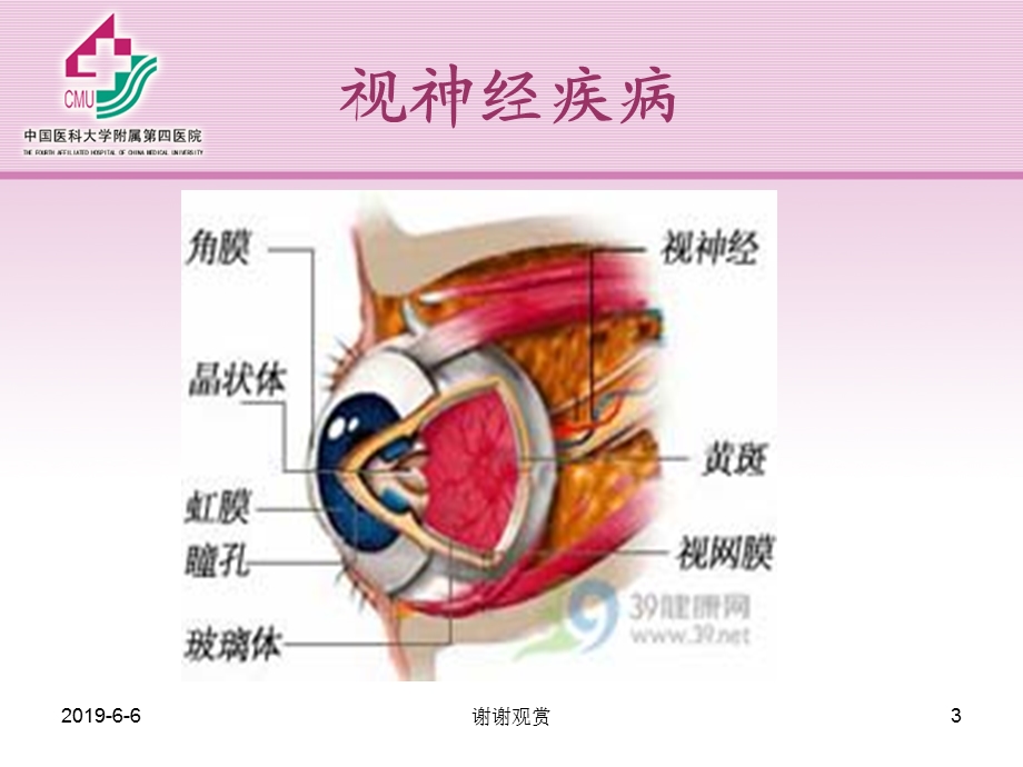 视神经及视路疾病解读课件.pptx_第3页