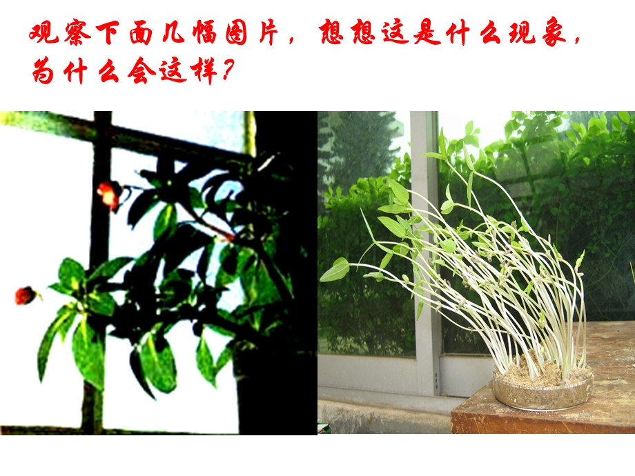 胚芽鞘胚芽鞘课件.ppt_第2页