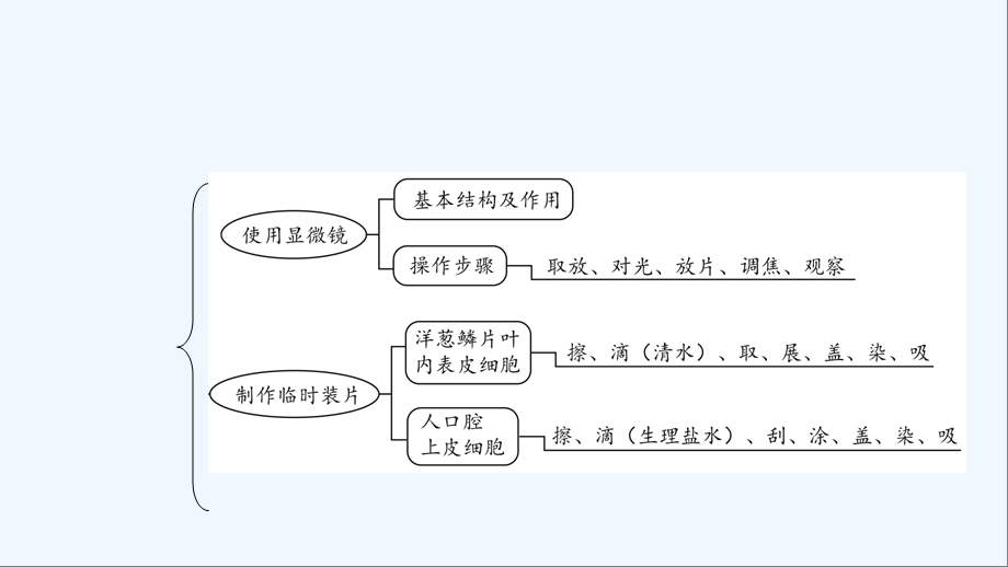 生物中考复习生物体的结构层次课件.ppt_第2页