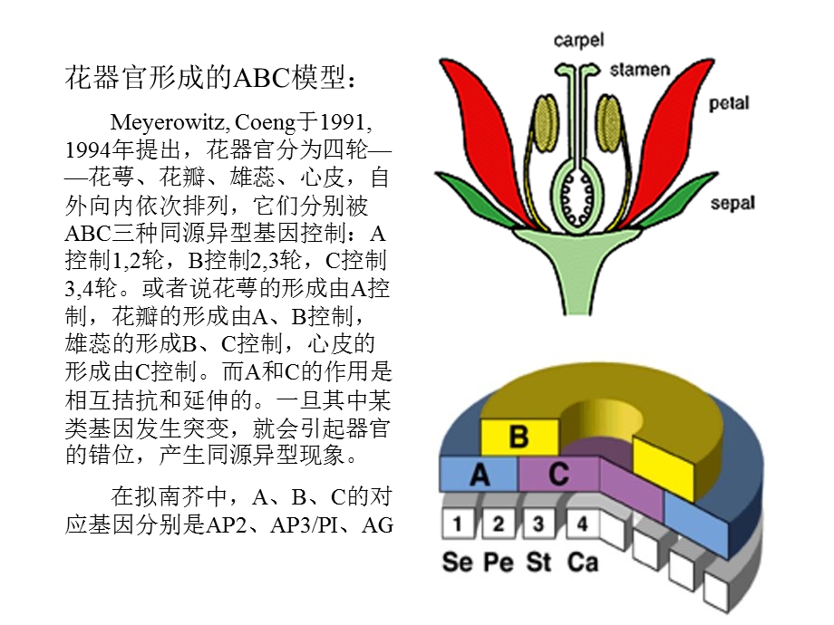 花器官的形成及其生理课件.ppt_第2页