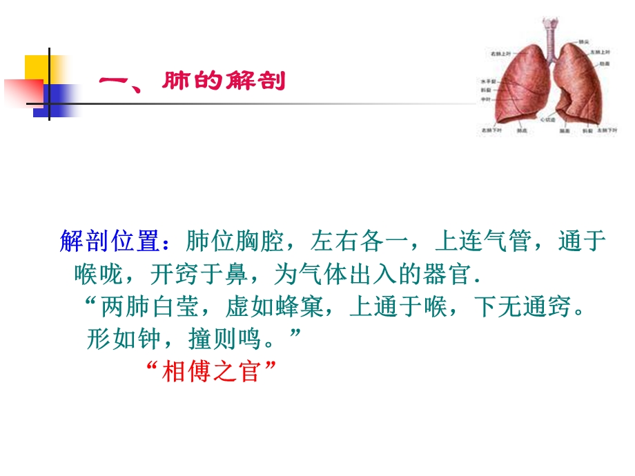 藏象-肺讲解课件.ppt_第3页