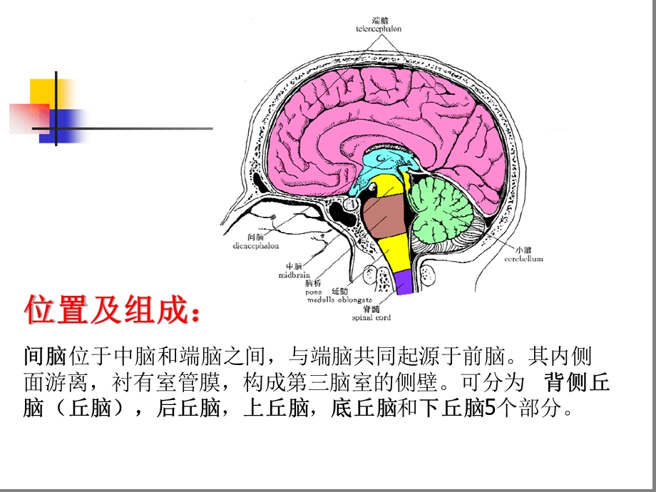 丘脑结构及功能课件.ppt_第2页