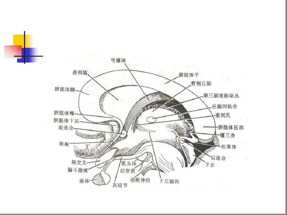 丘脑结构及功能课件.ppt_第3页