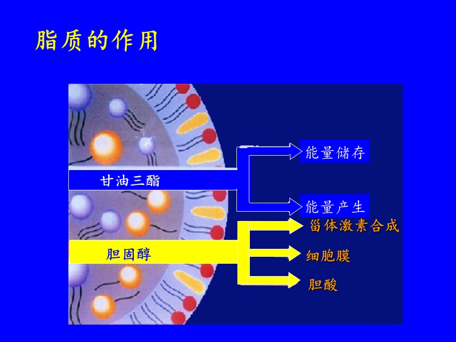 血脂代谢基础与药物性降脂治疗课件.ppt_第2页