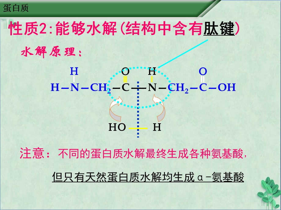 蛋白质和核酸(ppt课件).ppt_第3页