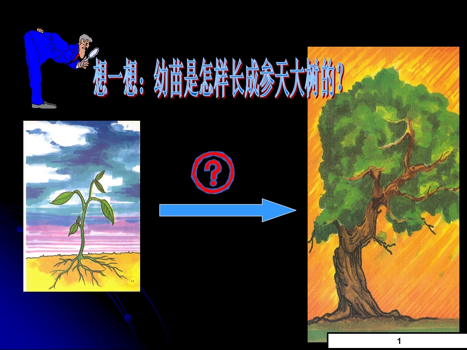 第二节植株的生长课件.ppt_第2页