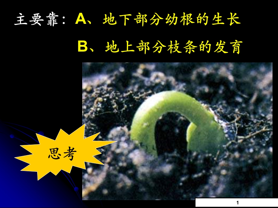 第二节植株的生长课件.ppt_第3页